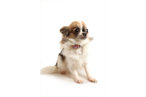 販売中のチワワ(スムースコート)の親犬